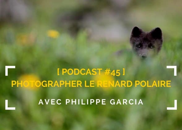 [Podcast #45] Photographier le renard polaire avec Philippe Garcia