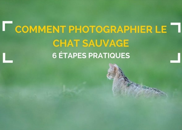 6 étapes pour photographier le chat sauvage d’Europe