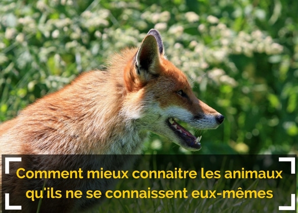 Comment mieux connaitre les animaux qu’ils ne se connaissent eux-mêmes