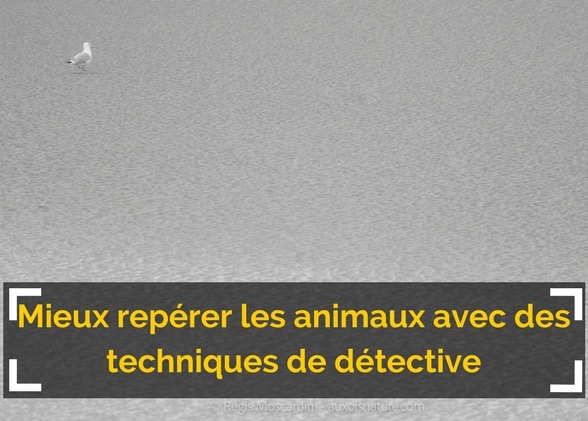 Mieux repérer les animaux en utilisant des techniques de détective