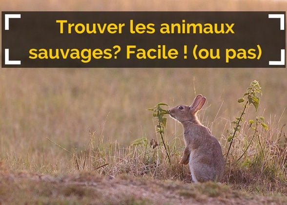 Trouver les animaux sauvages ? Facile (ou pas)