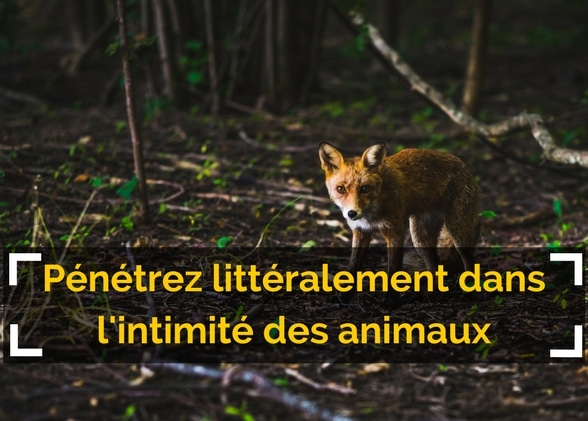 Pénétrez littéralement dans l’intimité des animaux