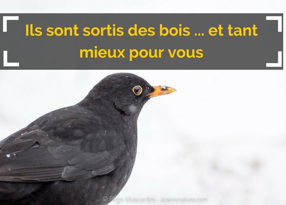 Ils sont sortis des bois … et tant mieux pour vous