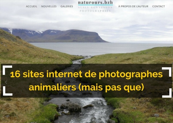 16 sites internet de photographes animaliers (mais pas que)