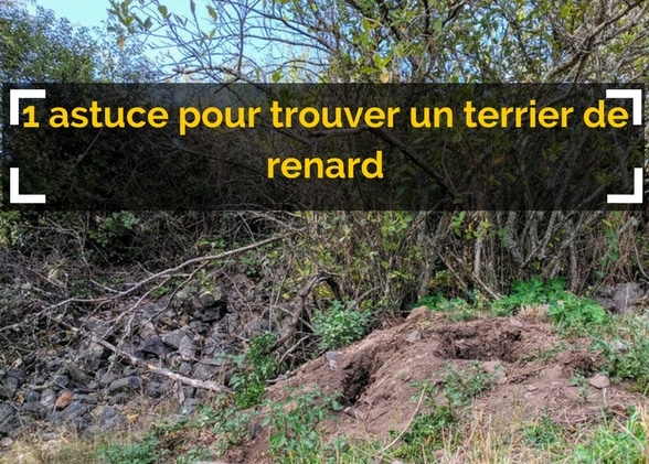 Une astuce pour trouver un terrier de renard