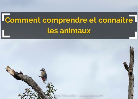 Comment Comprendre et Connaitre les Animaux