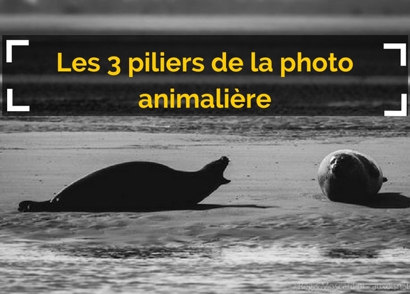 Les 3 piliers de la photo animalière à connaitre