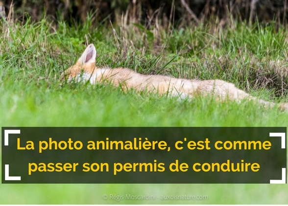 La photo animalière : c’est comme passer son permis voiture