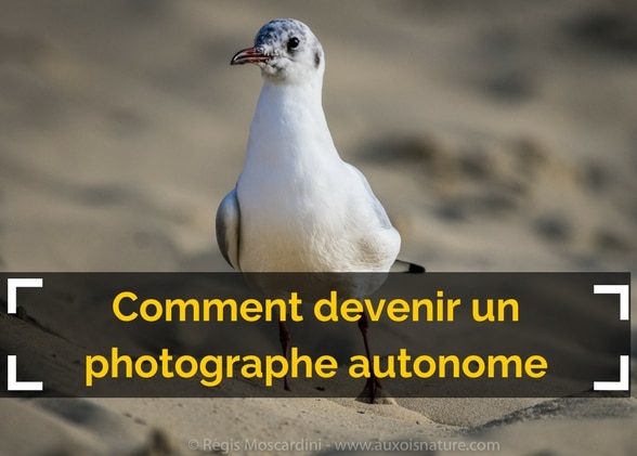 Comment devenir un photographe animalier autonome