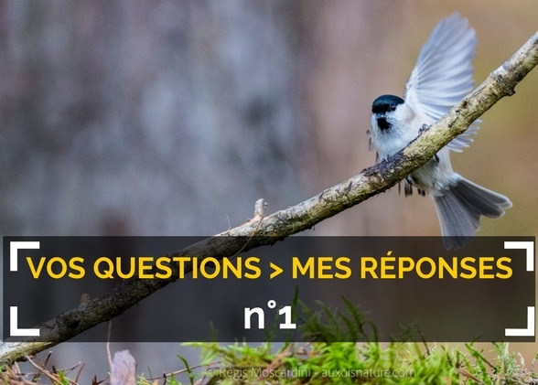 Mes réponses à vos questions de photo animalière- #1