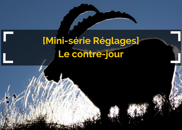 [Mini-série Réglages] 1/3 : le contre-jour