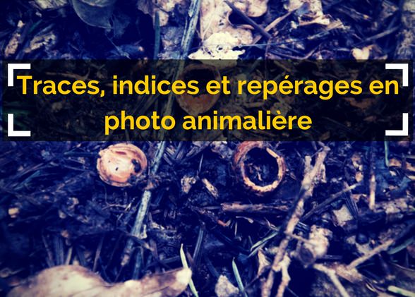 Traces, indices et repérages pour la photographie animalière