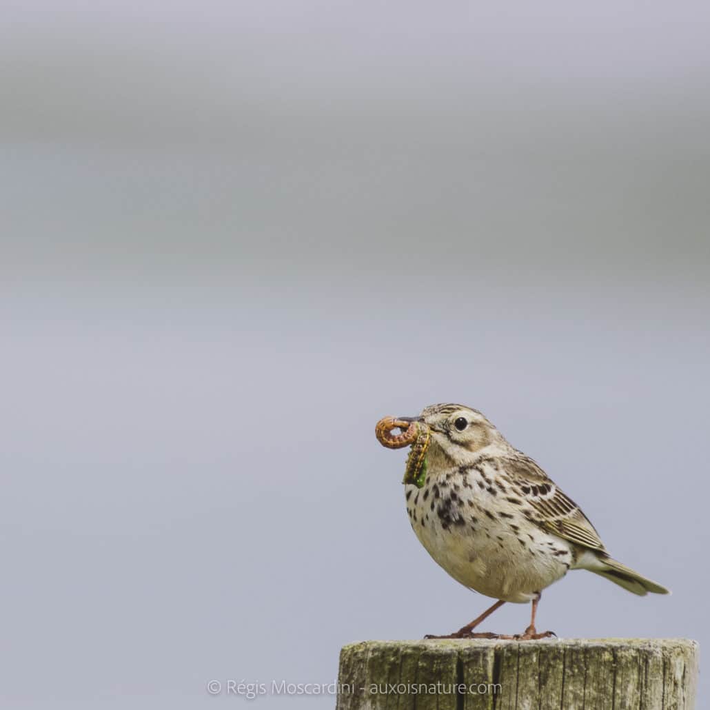 pipit