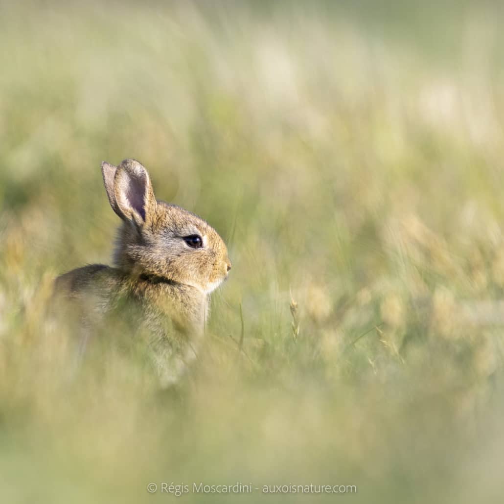 lapin de garenne