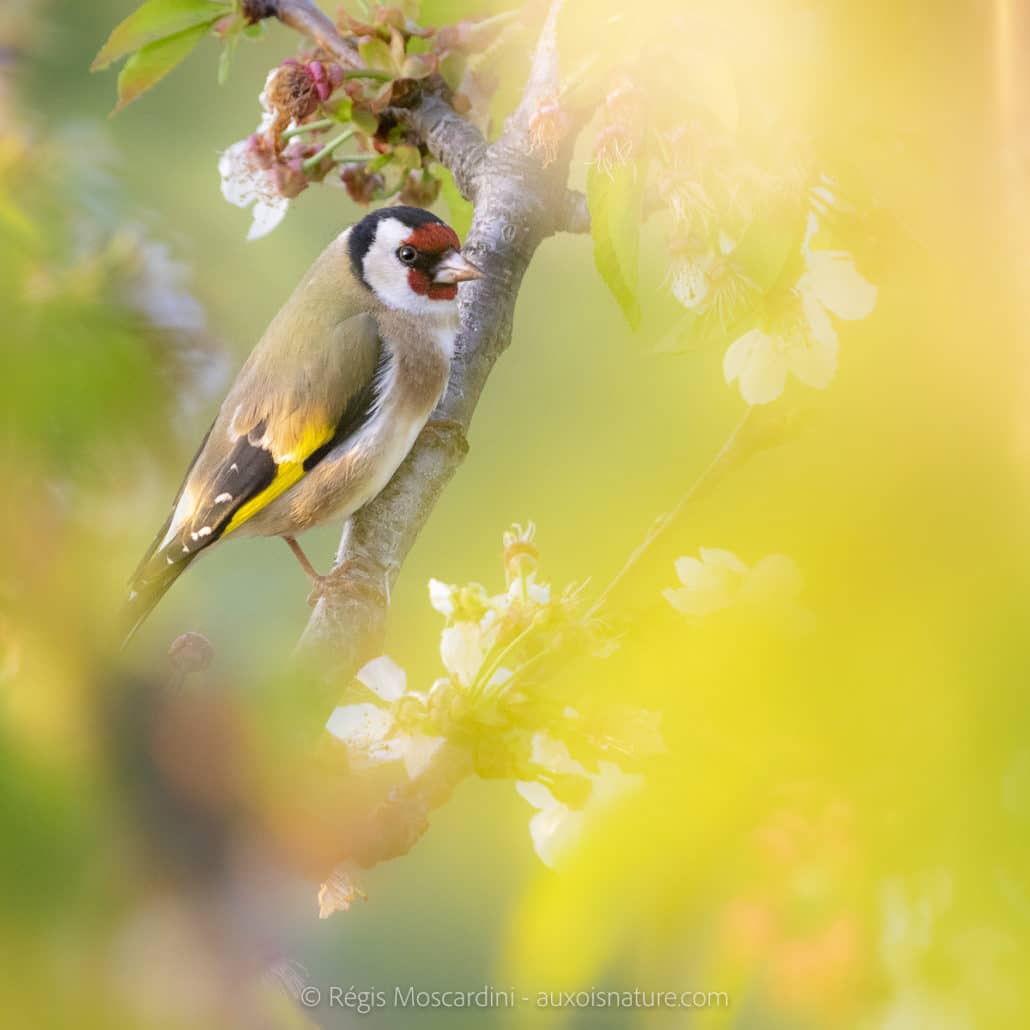 chardonneret elegant