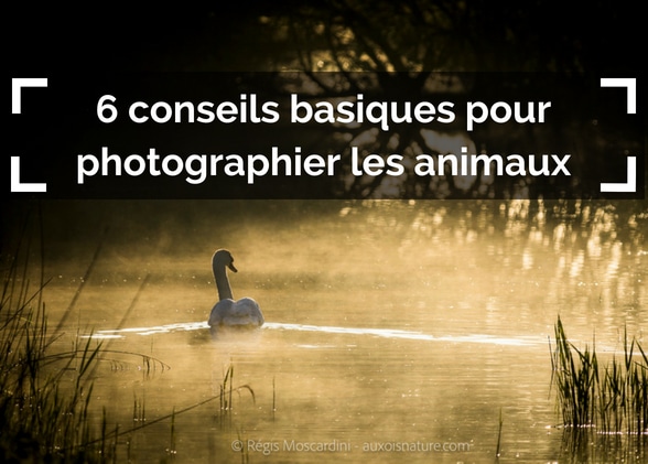 6 conseils basiques pour photographier les animaux sauvages