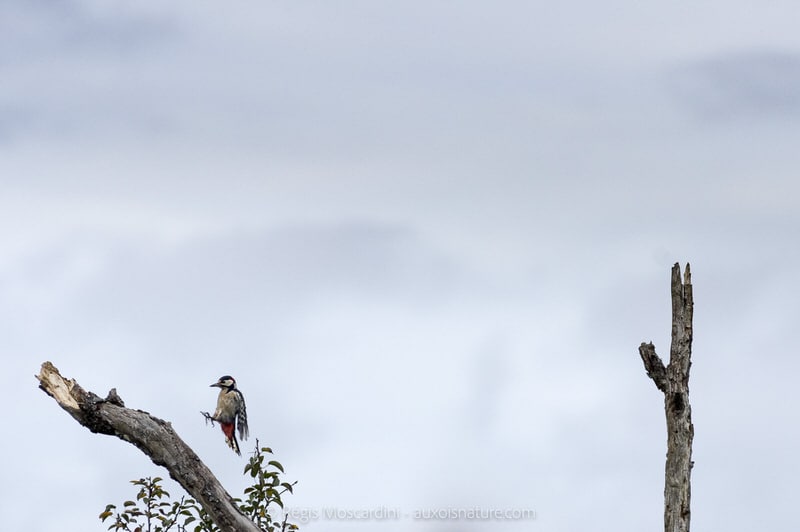 figer-mouvement-oiseau