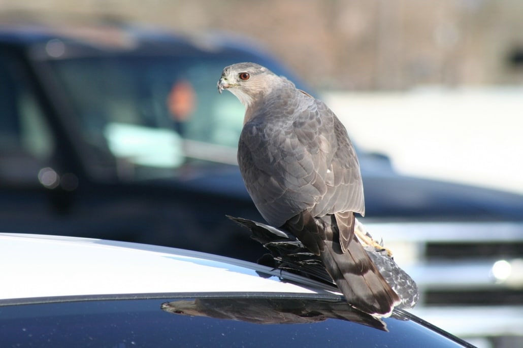 photographie animalière en ville