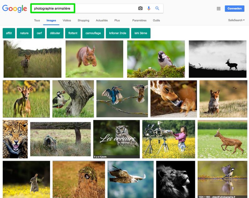 recherche-google-photo-animaliere-ville