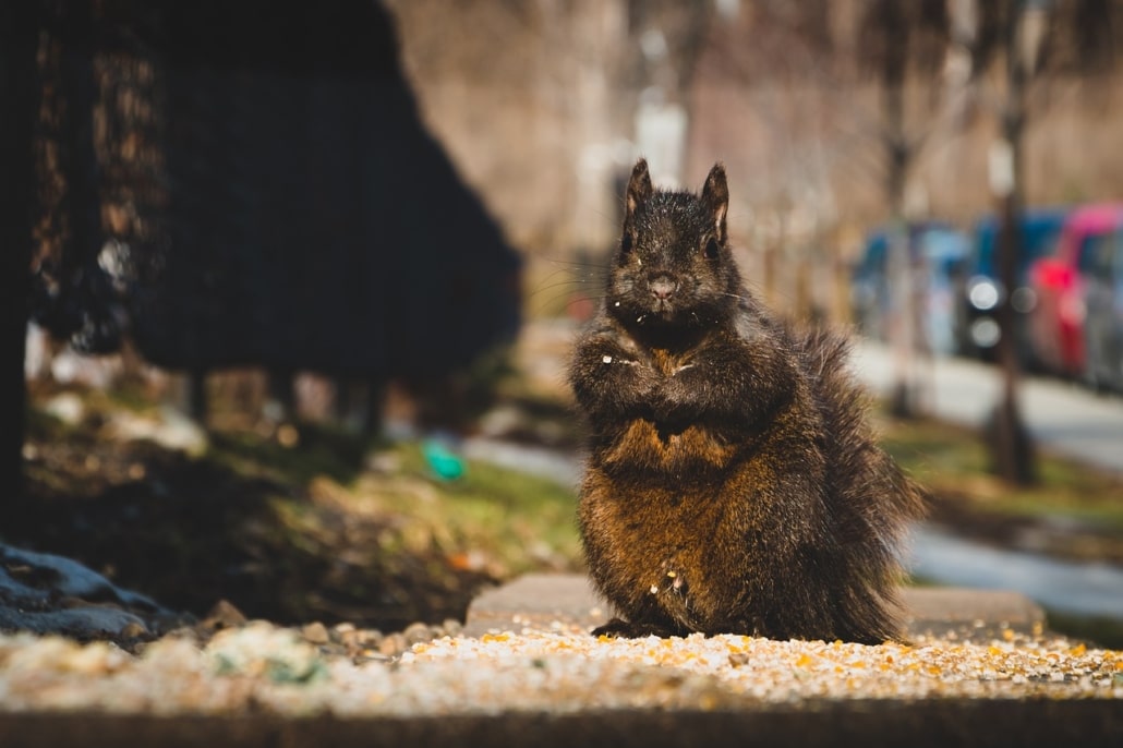 photographie animalière en ville