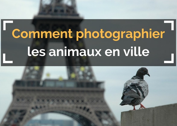 Photographier les animaux en ville : le guide