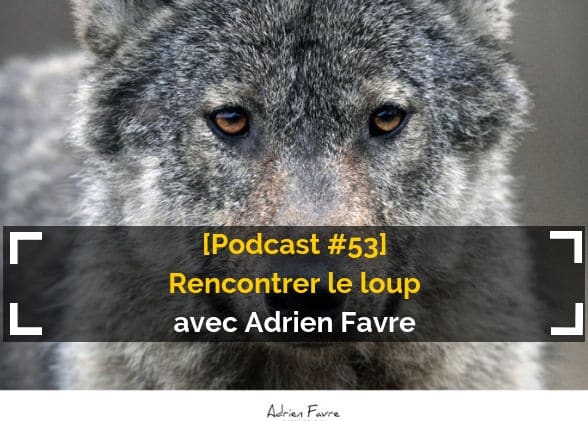 [Podcast #53] Rencontrer le loup avec Adrien Favre