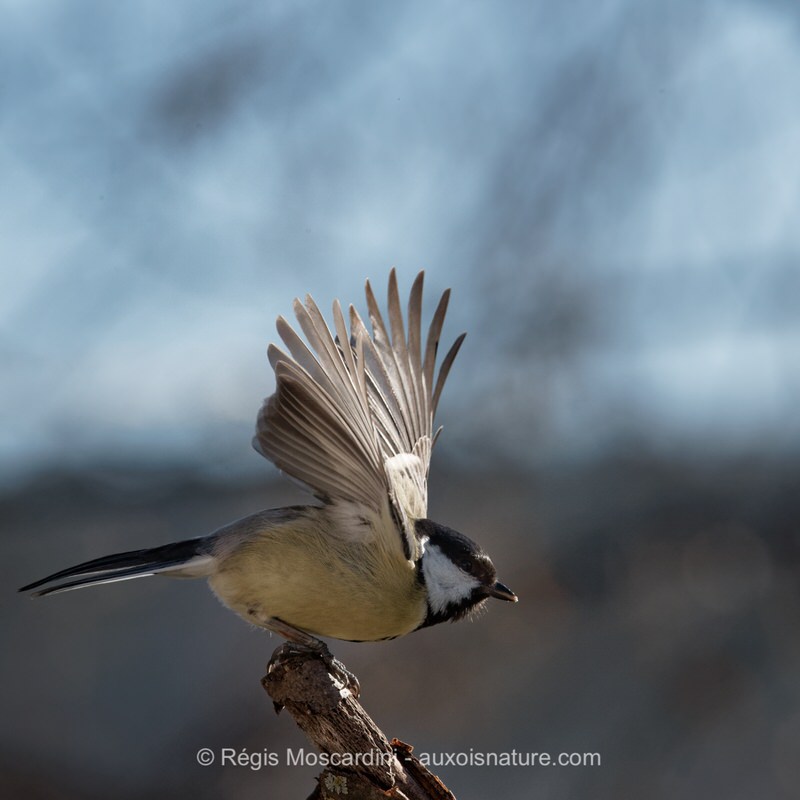 oiseau en vol