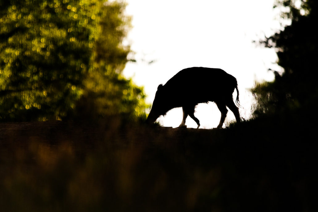 photographier les mammifères