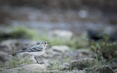 3 étapes pour photographier les oiseaux en bord de rivière