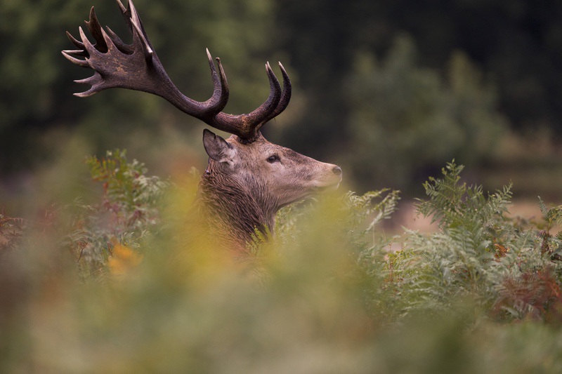 [Podcast #57] Profitez pleinement sorties photo nature avec Kamille.cm