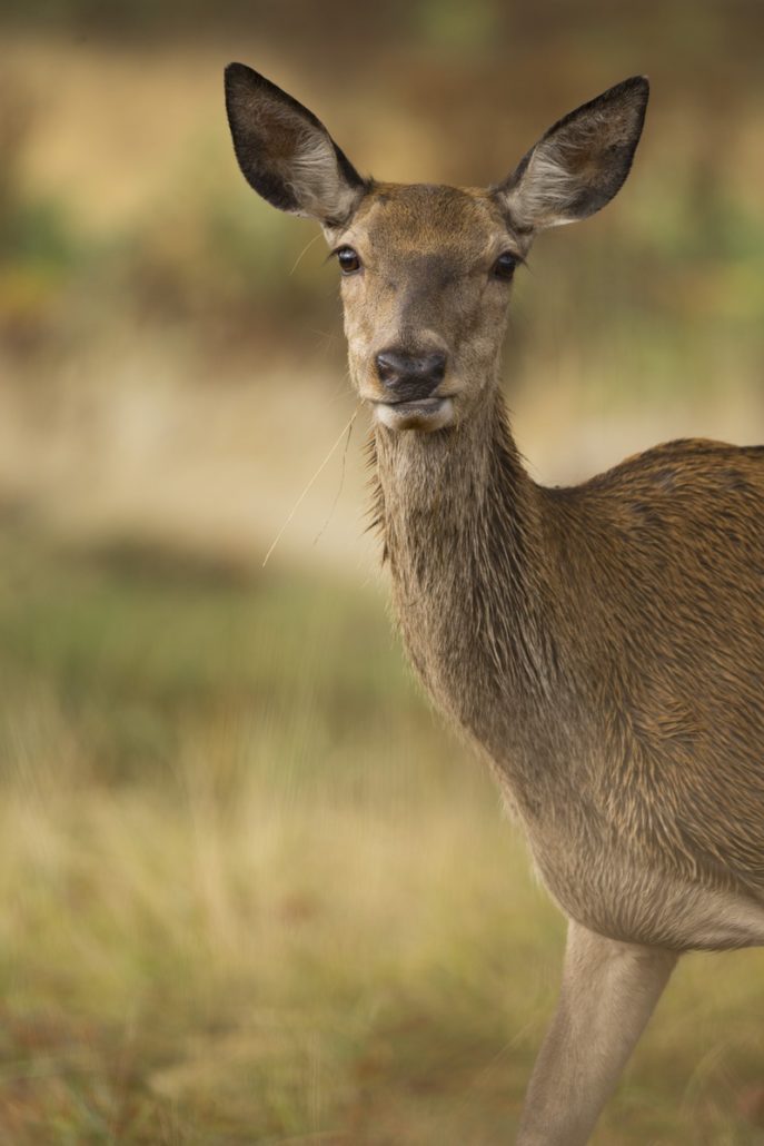 [Podcast #57] Profitez pleinement sorties photo nature avec Kamille.cm