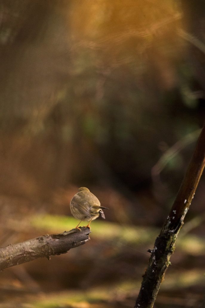 [Podcast #57] Profitez pleinement sorties photo nature avec Kamille.cm