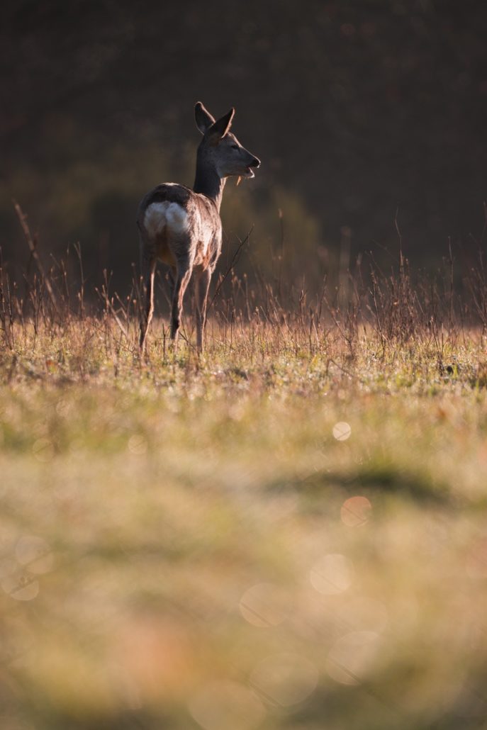 [Podcast #57] Profitez pleinement sorties photo nature avec Kamille.cm