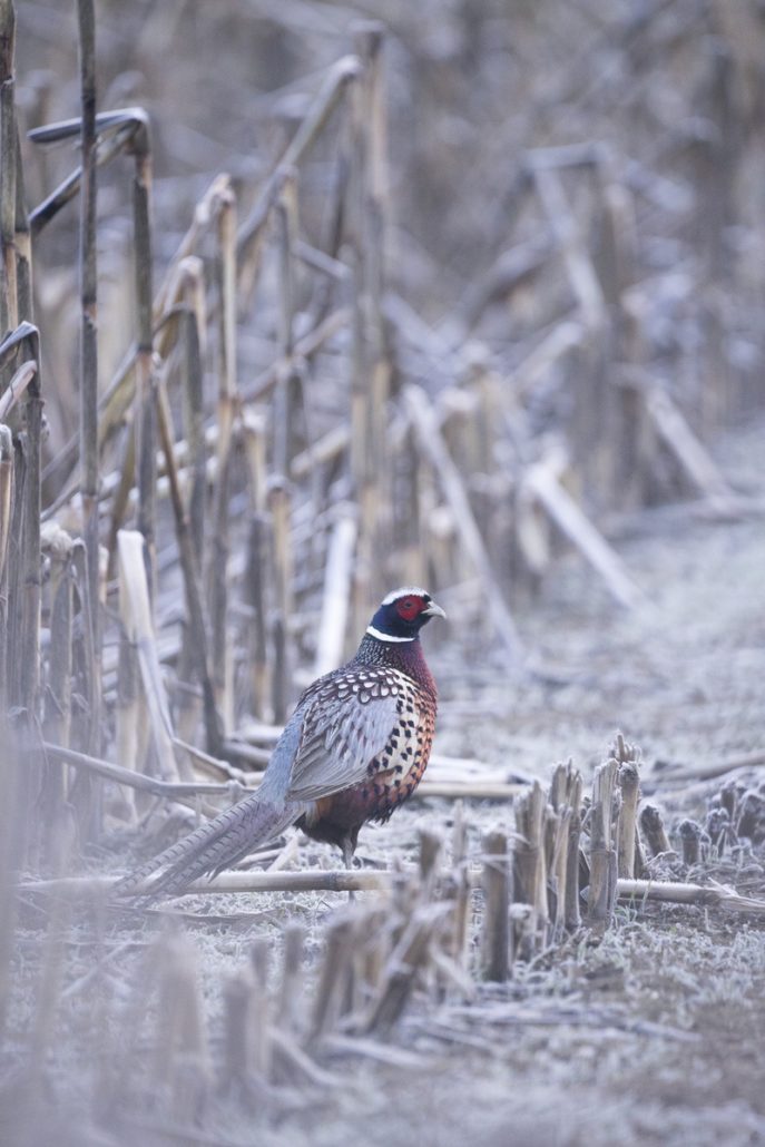 [Podcast #57] Profitez pleinement sorties photo nature avec Kamille.cm