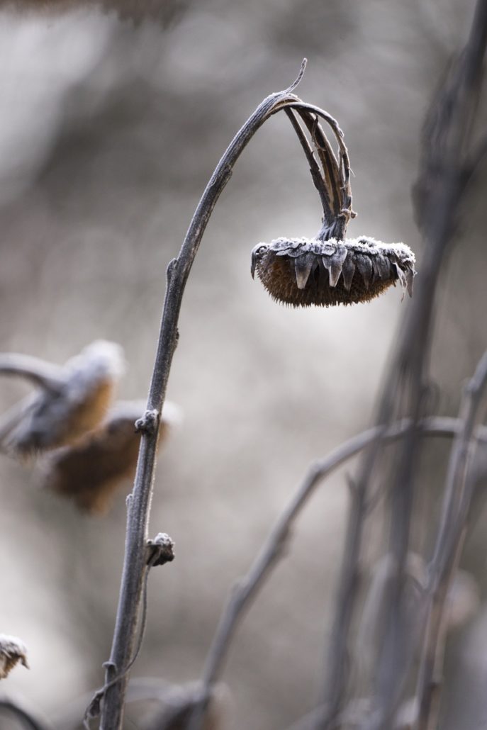 [Podcast #57] Profitez pleinement sorties photo nature avec Kamille.cm