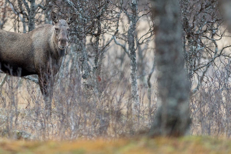 photographie animaliere