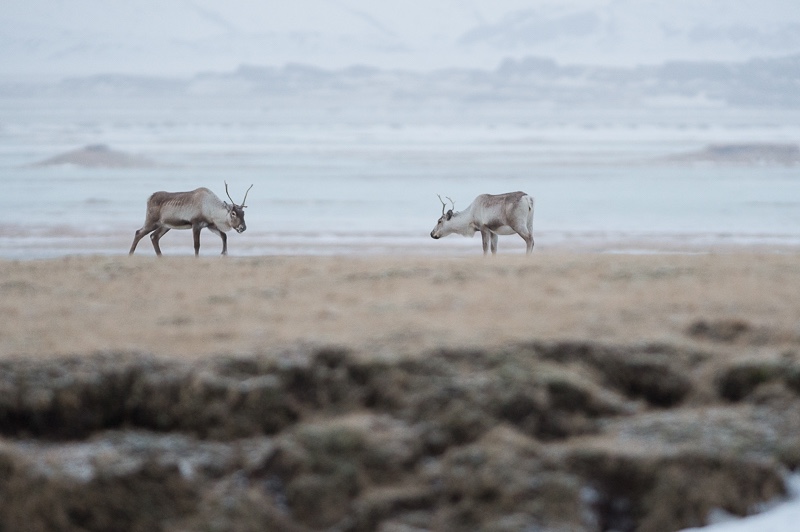 photographie animaliere