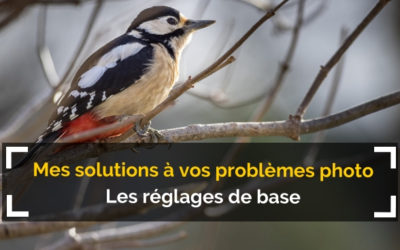 Mes solutions à vos problèmes de photo animalière #2 – Réglages photo basiques