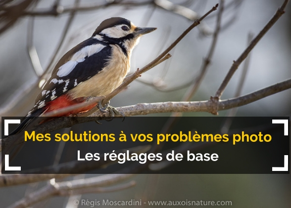 Mes solutions à vos problèmes de photo animalière #2 – Réglages photo basiques