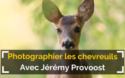 [Podcast #59] Photographier les chevreuils avec Jérémy Provoost