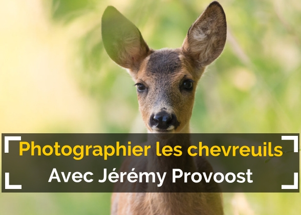 [Podcast #59] Photographier les chevreuils avec Jérémy Provoost