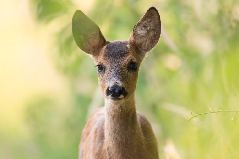 jeremy-provoost-photo-animaliere