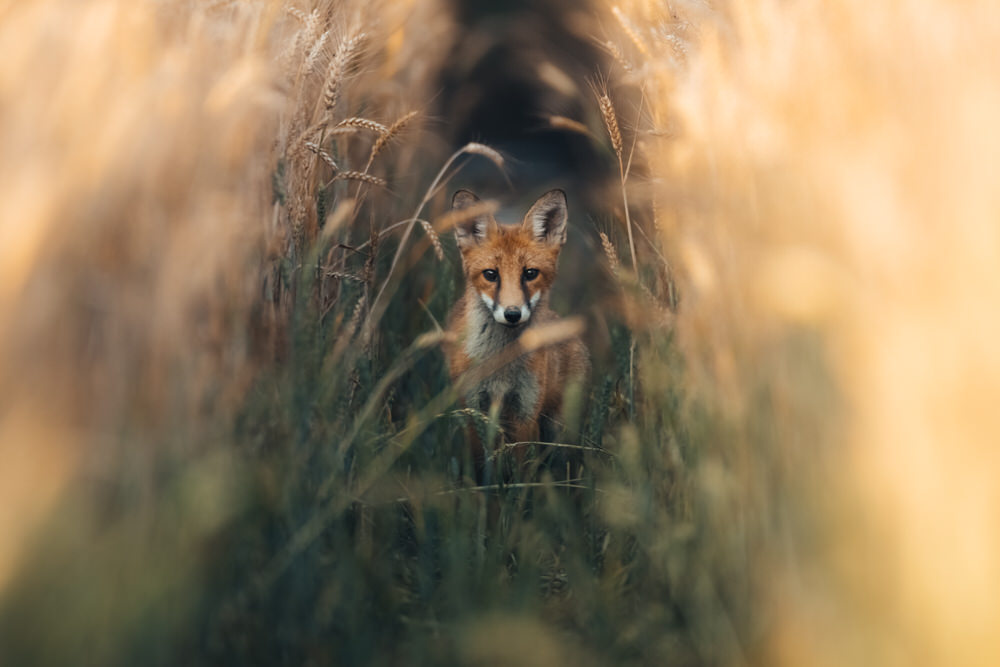 jeremy-provoost-photo-animaliere