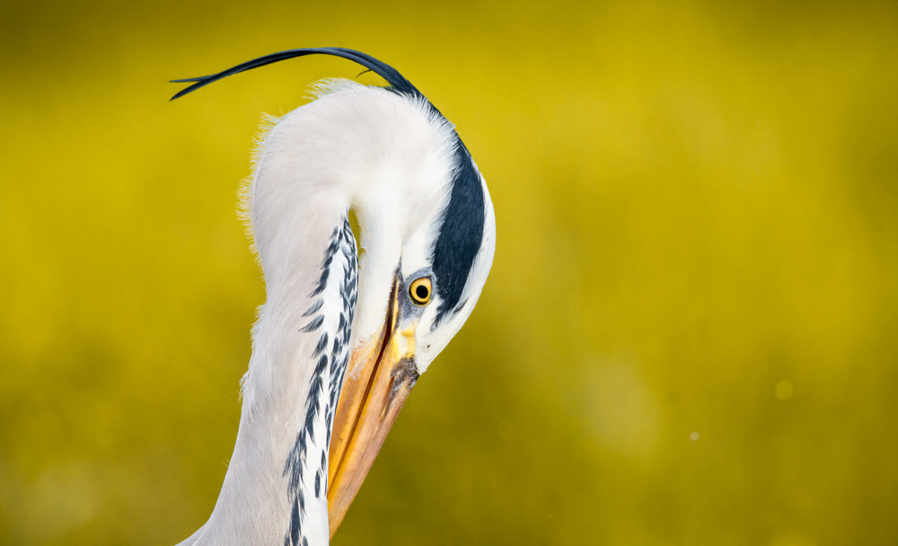 jeremy-provoost-photo-animaliere