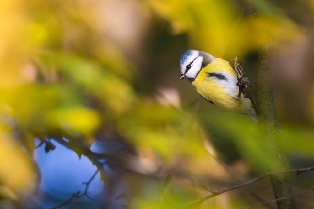 jeremy-provoost-photo-animaliere