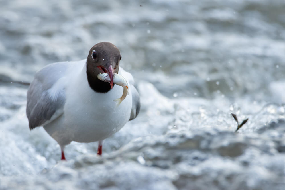 jeremy-provoost-photo-animaliere