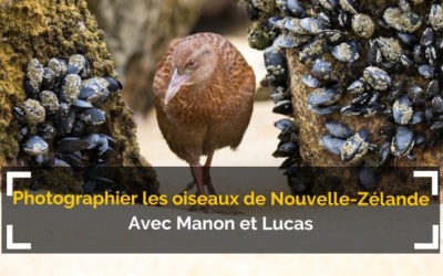 [Podcast #58] Photographier les oiseaux de Nouvelle-Zélande !