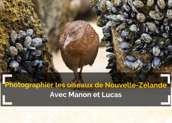 [Podcast #58] Photographier les oiseaux de Nouvelle-Zélande !