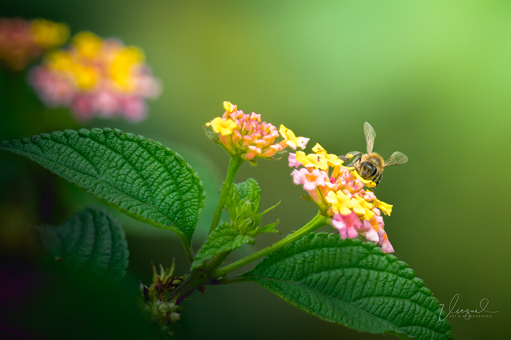 photo-de-fleur-et-abeille.jpg