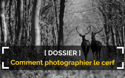 Comment photographier le cerf ?